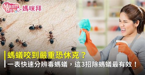 家裡有螞蟻代表什麼 台灣80年代電視劇